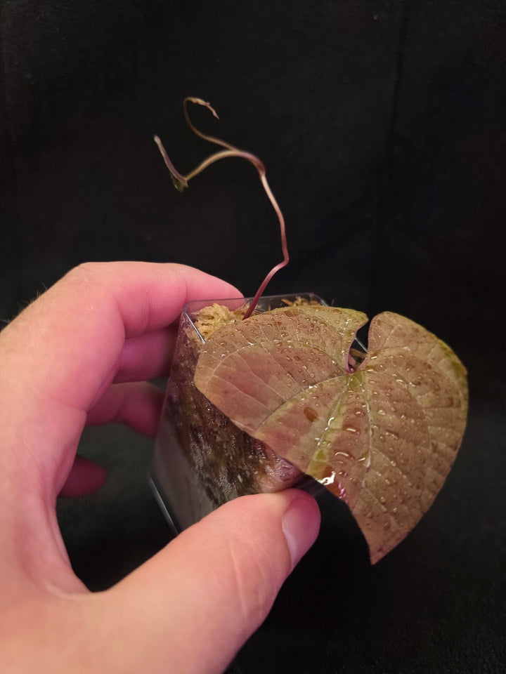 Dioscorea Discolor #07