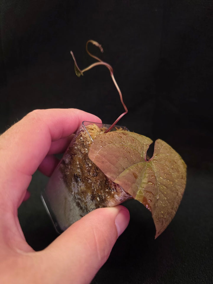 Dioscorea Discolor #07