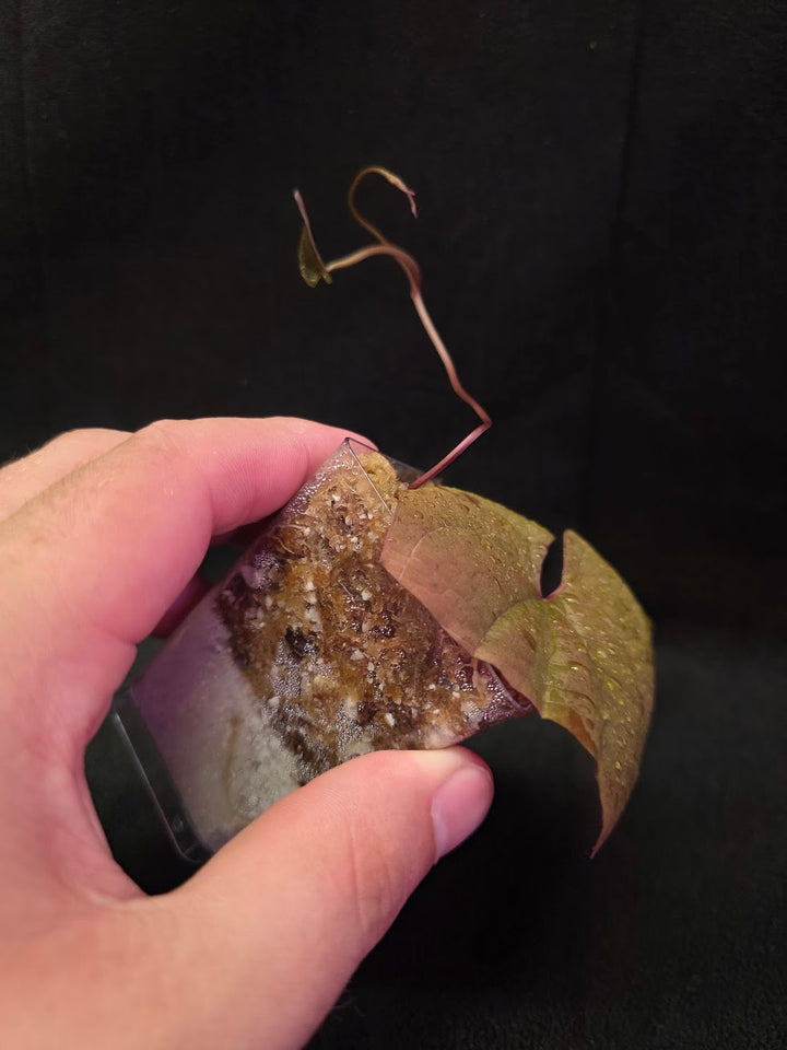 Dioscorea Discolor #07