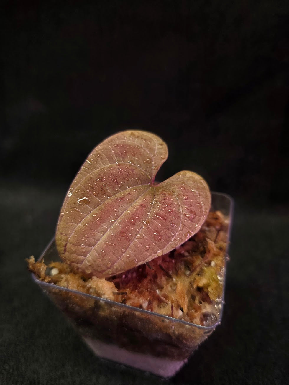 Dioscorea Discolor #08