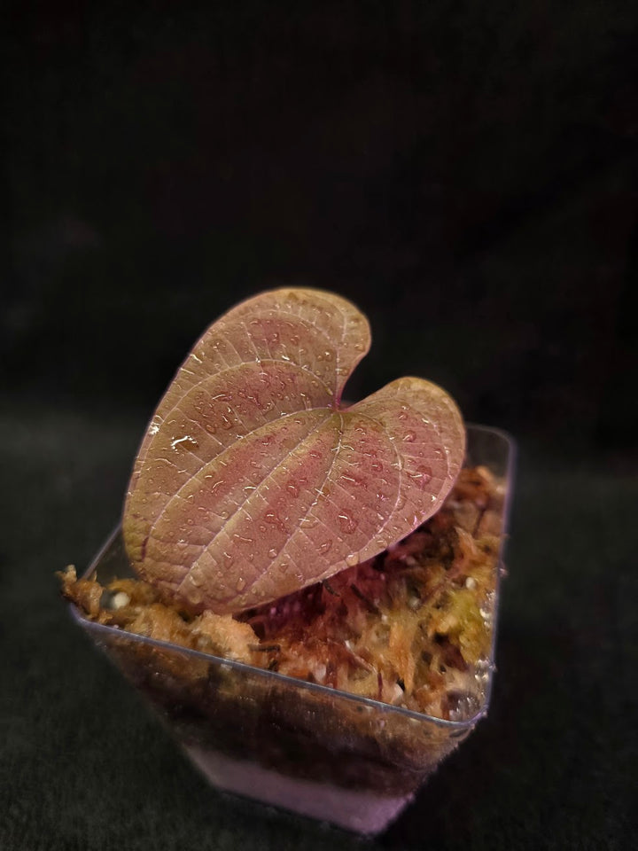 Dioscorea Discolor #08