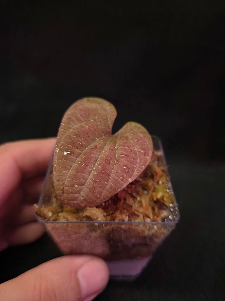 Dioscorea Discolor #08