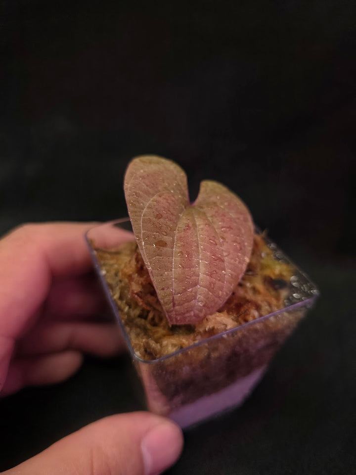 Dioscorea Discolor #08