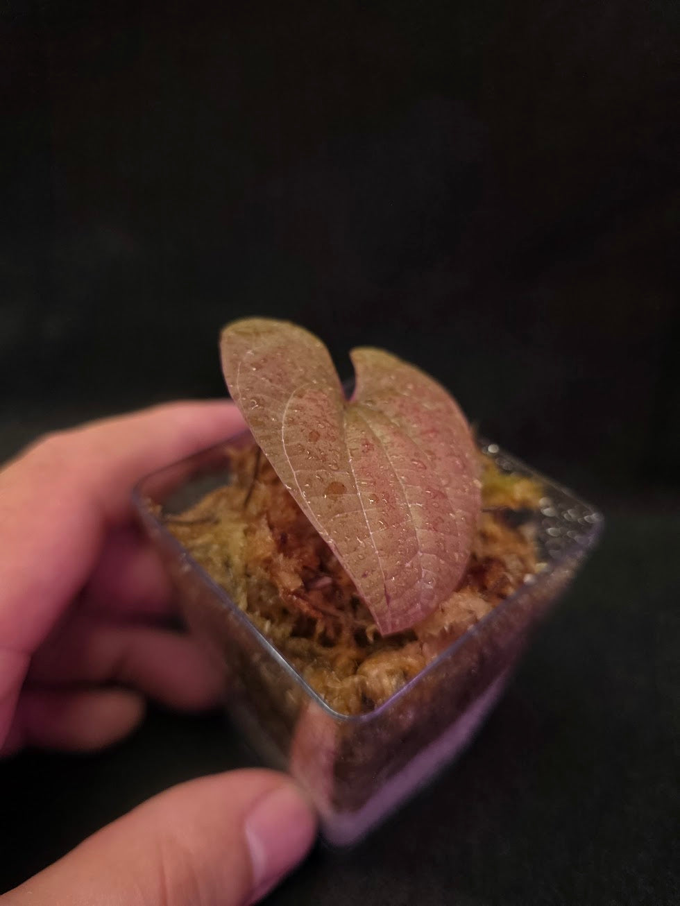 Dioscorea Discolor #08