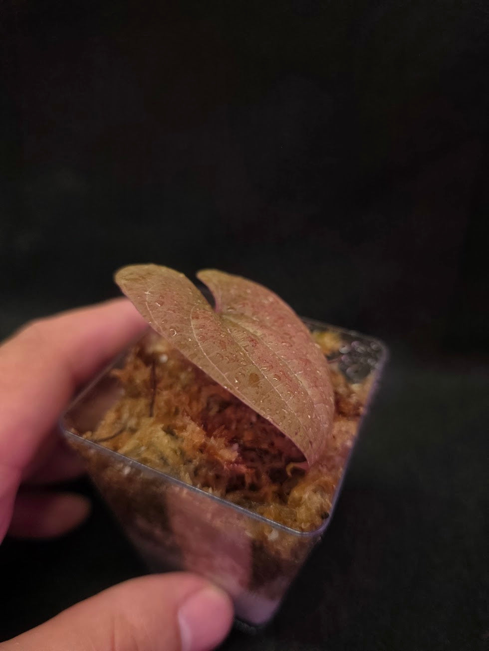 Dioscorea Discolor #08