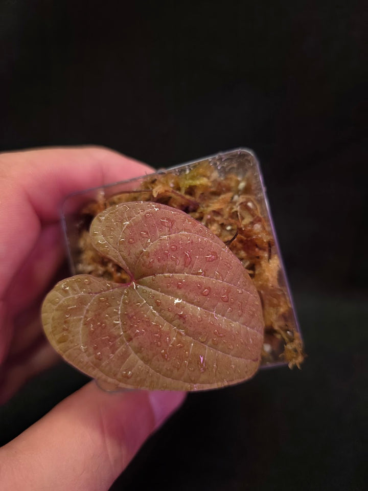 Dioscorea Discolor #08