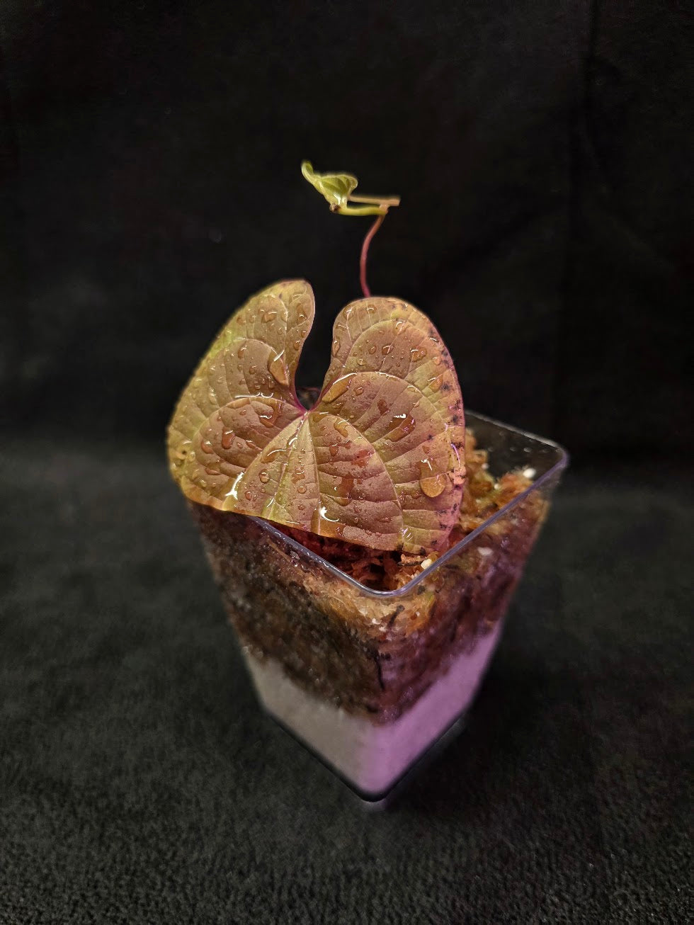 Dioscorea Discolor #09
