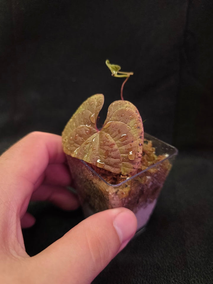 Dioscorea Discolor #09
