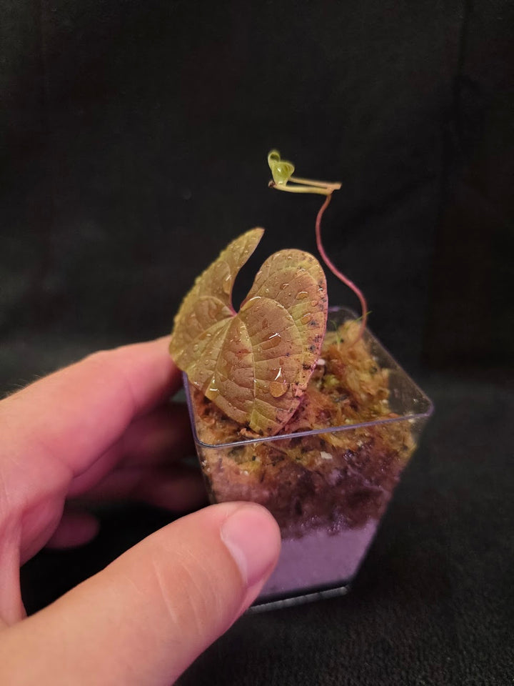 Dioscorea Discolor #09