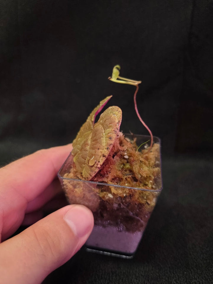 Dioscorea Discolor #09