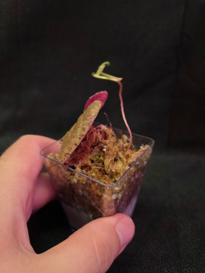 Dioscorea Discolor #09