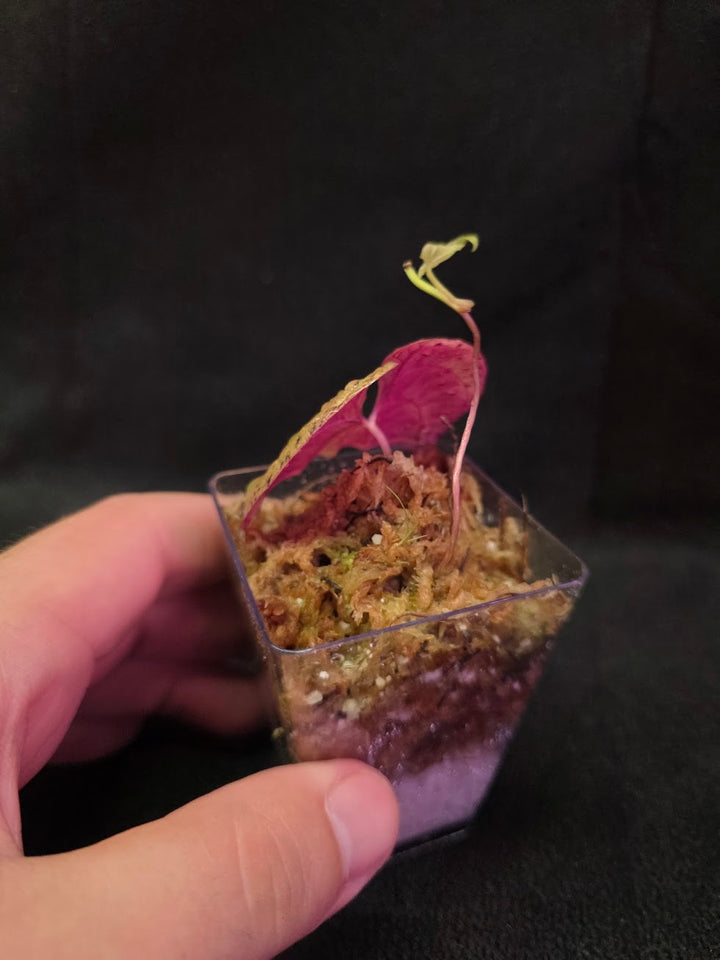 Dioscorea Discolor #09
