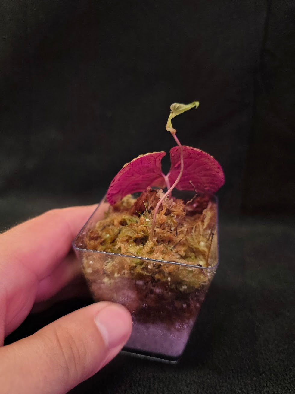 Dioscorea Discolor #09