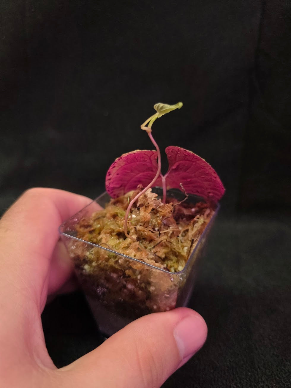 Dioscorea Discolor #09