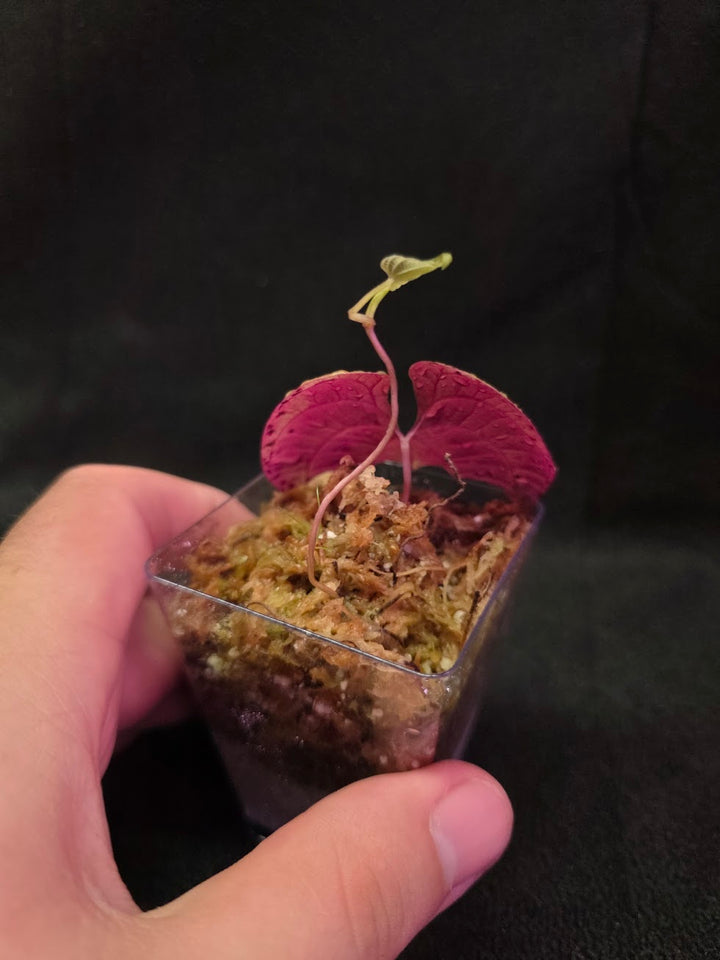Dioscorea Discolor #09