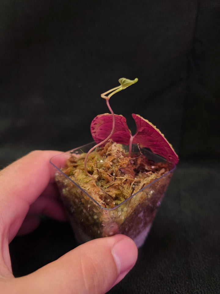 Dioscorea Discolor #09