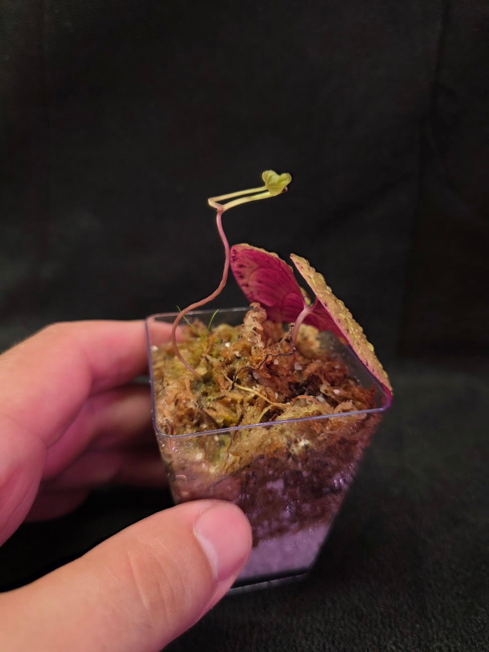 Dioscorea Discolor #09