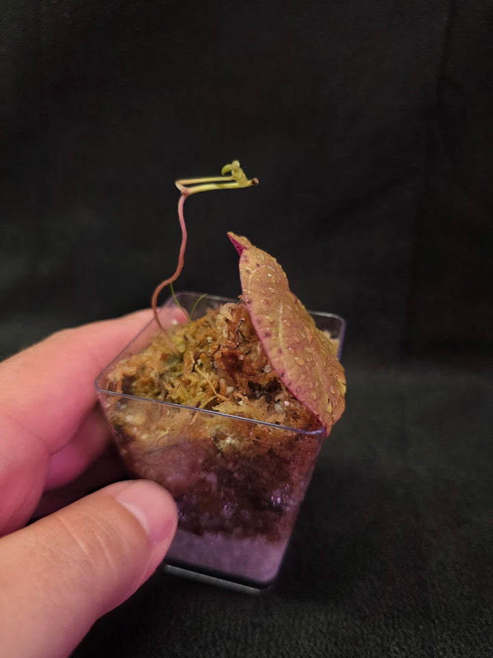 Dioscorea Discolor #09