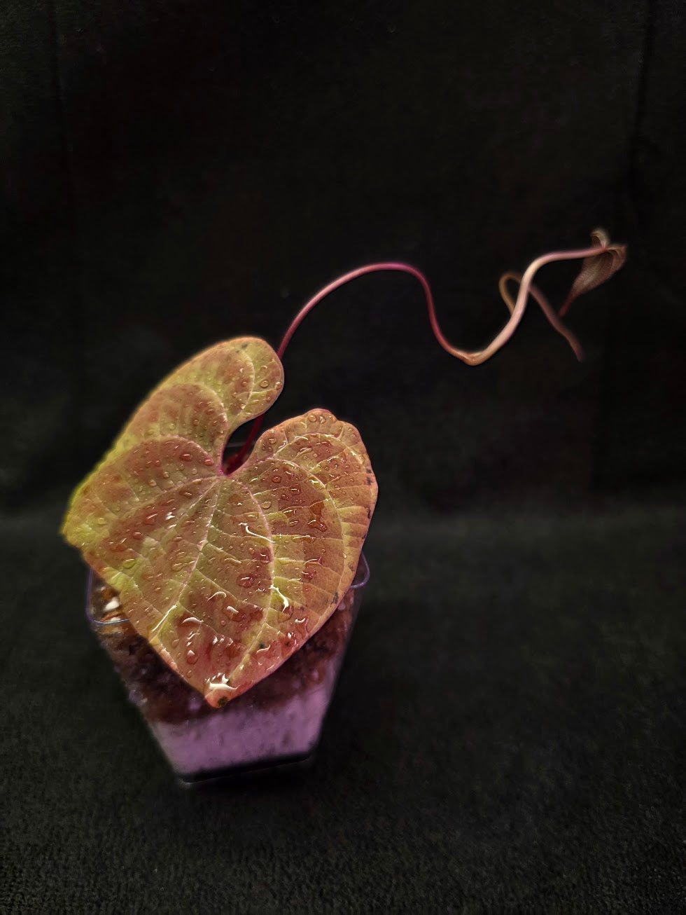 Dioscorea Discolor #10