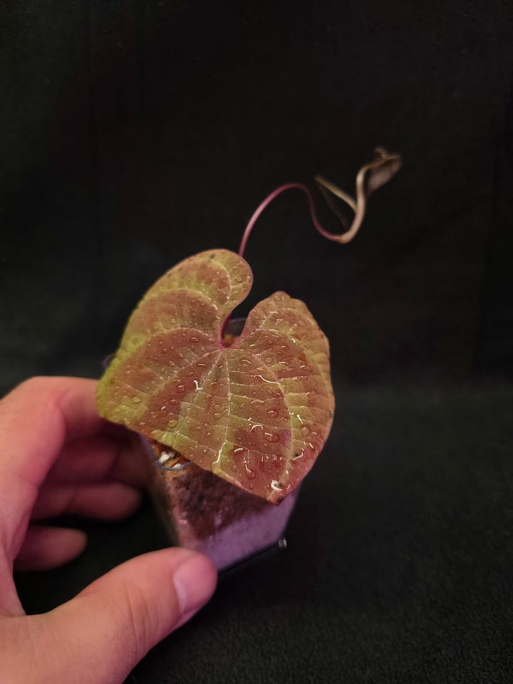 Dioscorea Discolor #10