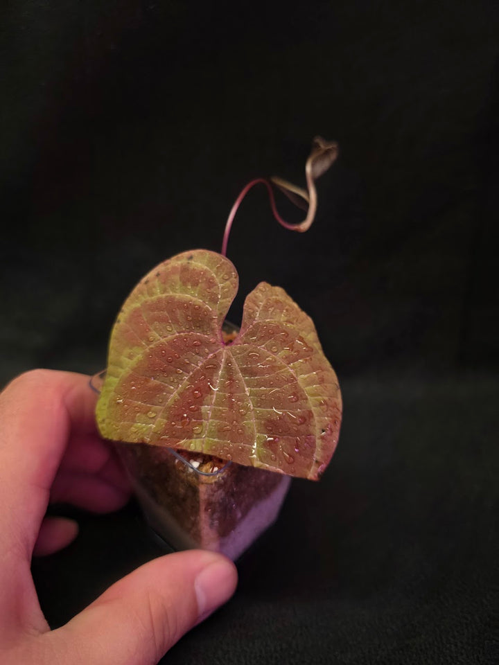 Dioscorea Discolor #10