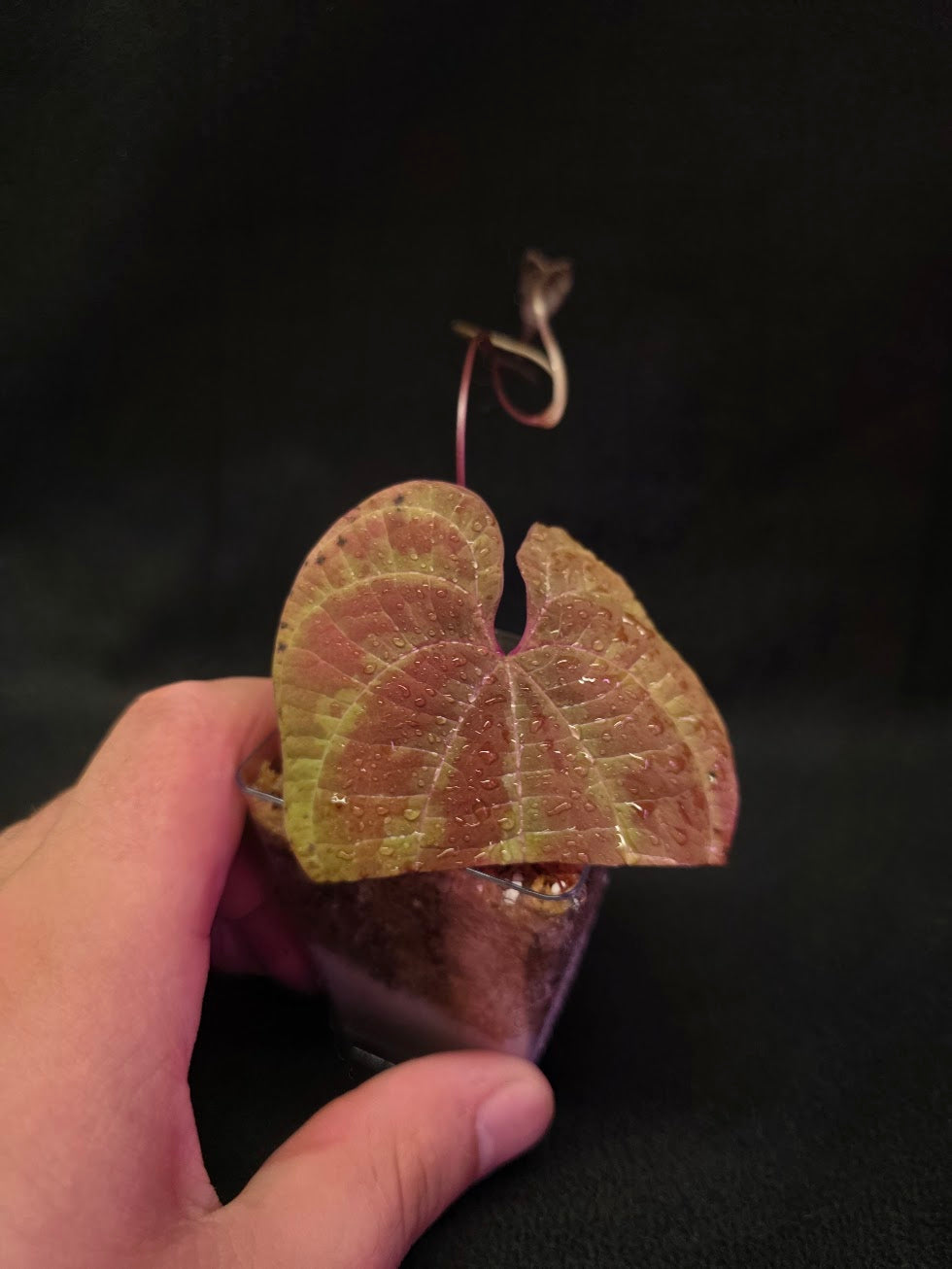 Dioscorea Discolor #10