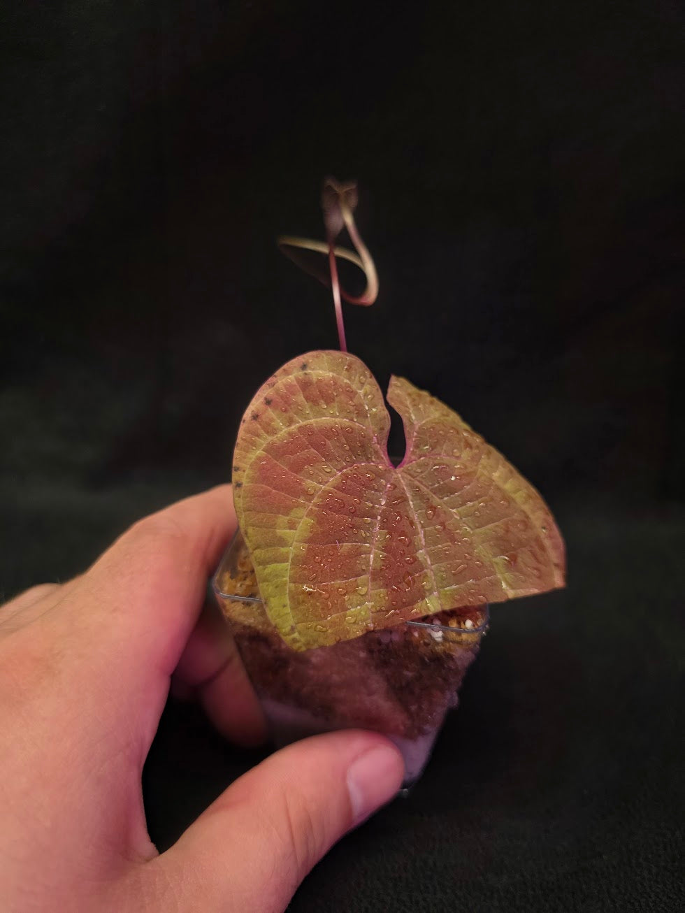 Dioscorea Discolor #10