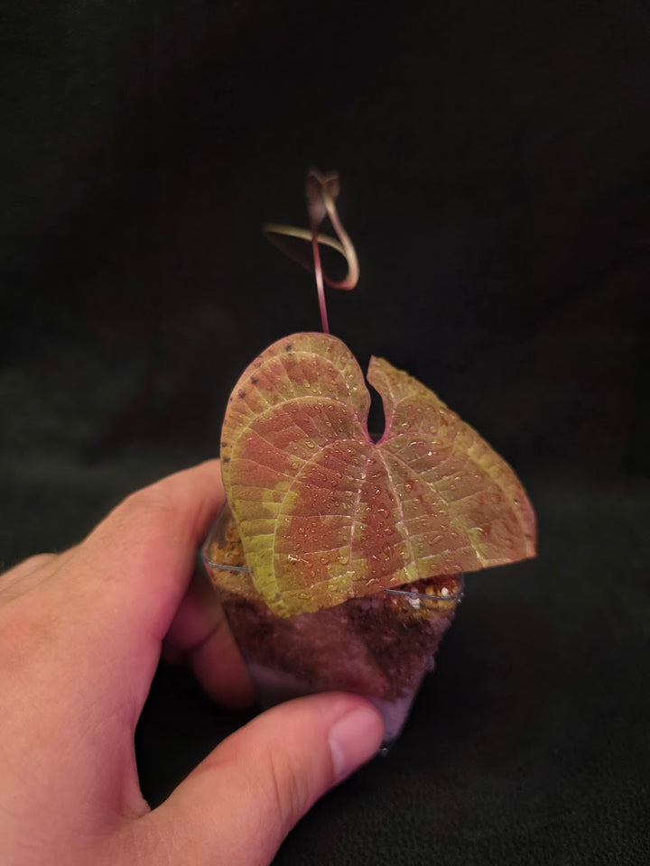 Dioscorea Discolor #10