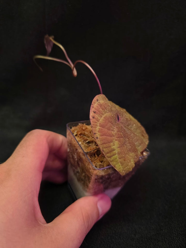 Dioscorea Discolor #10