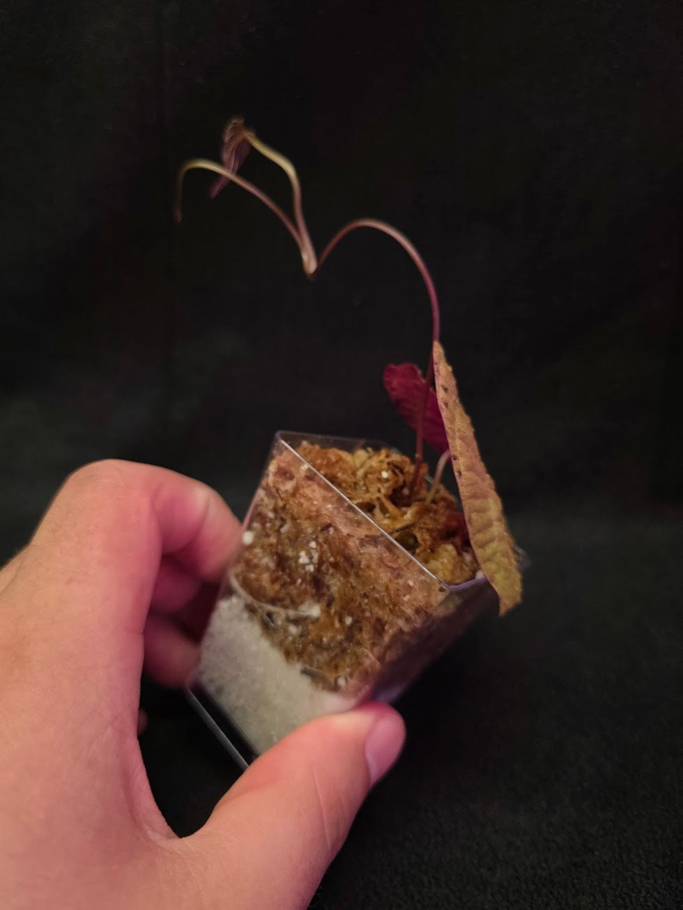 Dioscorea Discolor #10