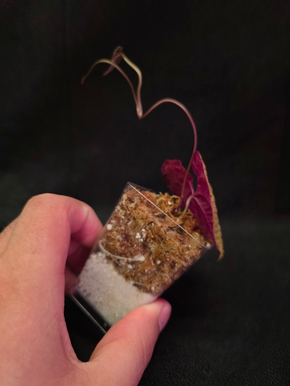 Dioscorea Discolor #10