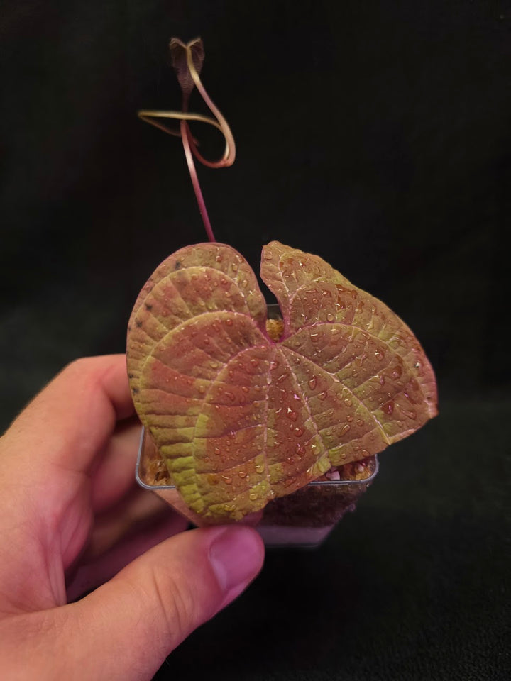 Dioscorea Discolor #10