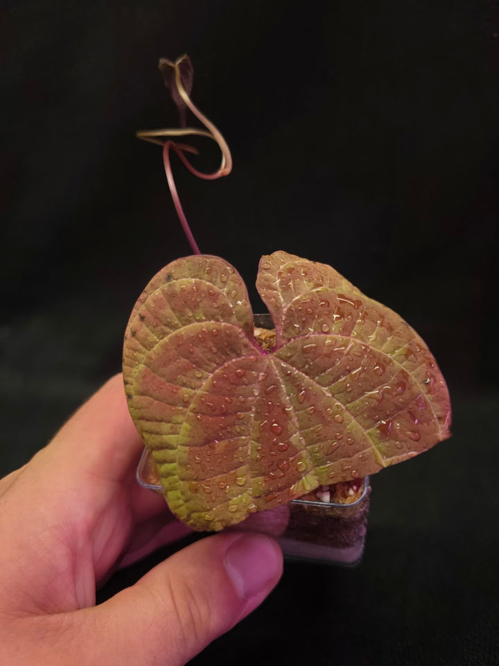Dioscorea Discolor #10