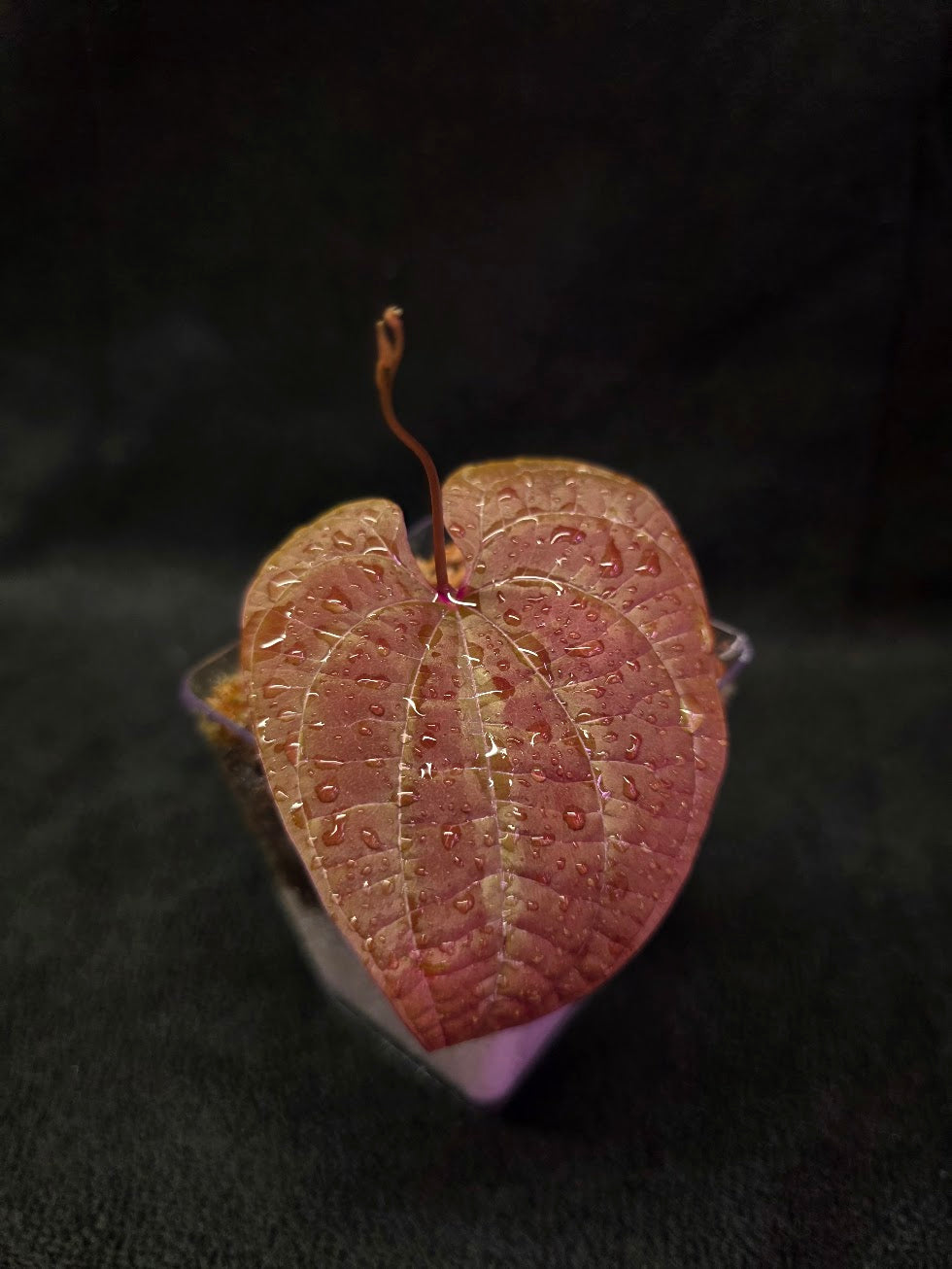 Dioscorea Discolor #11