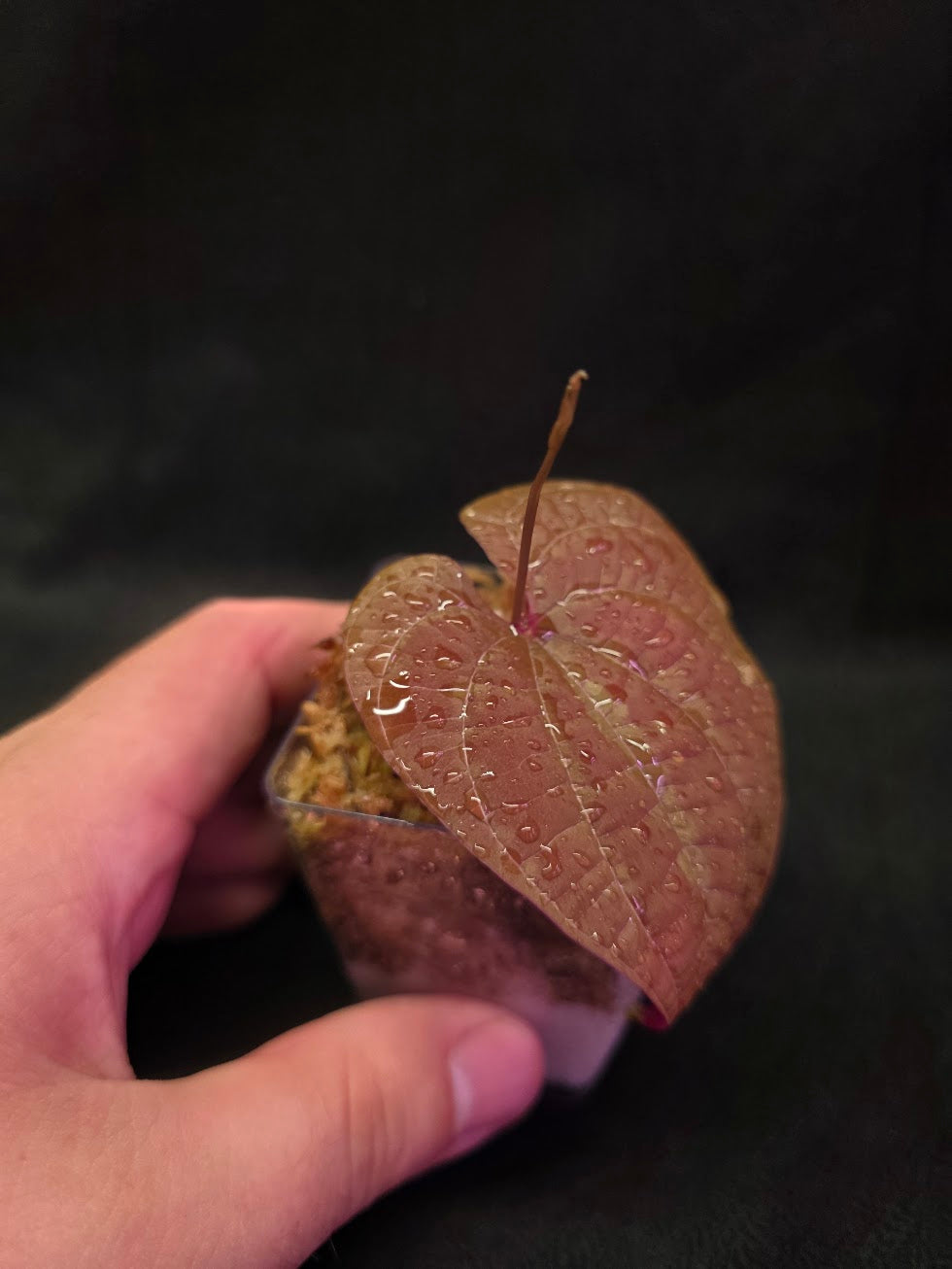 Dioscorea Discolor #11