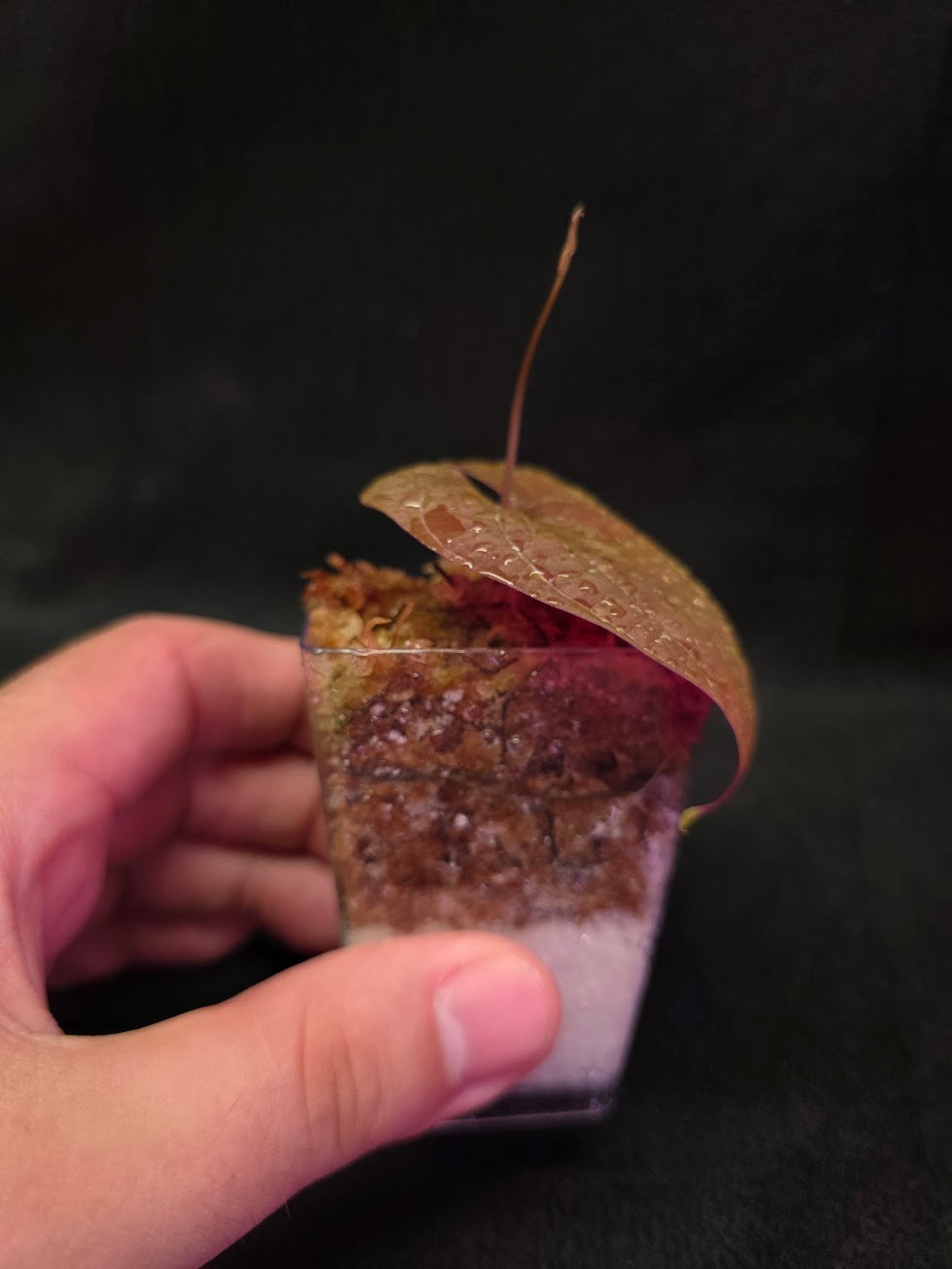 Dioscorea Discolor #11