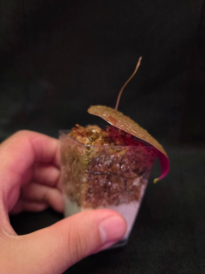 Dioscorea Discolor #11