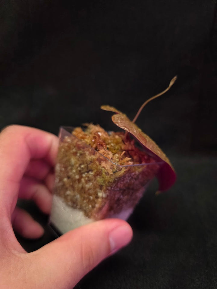 Dioscorea Discolor #11