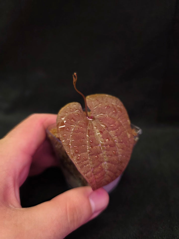 Dioscorea Discolor #11