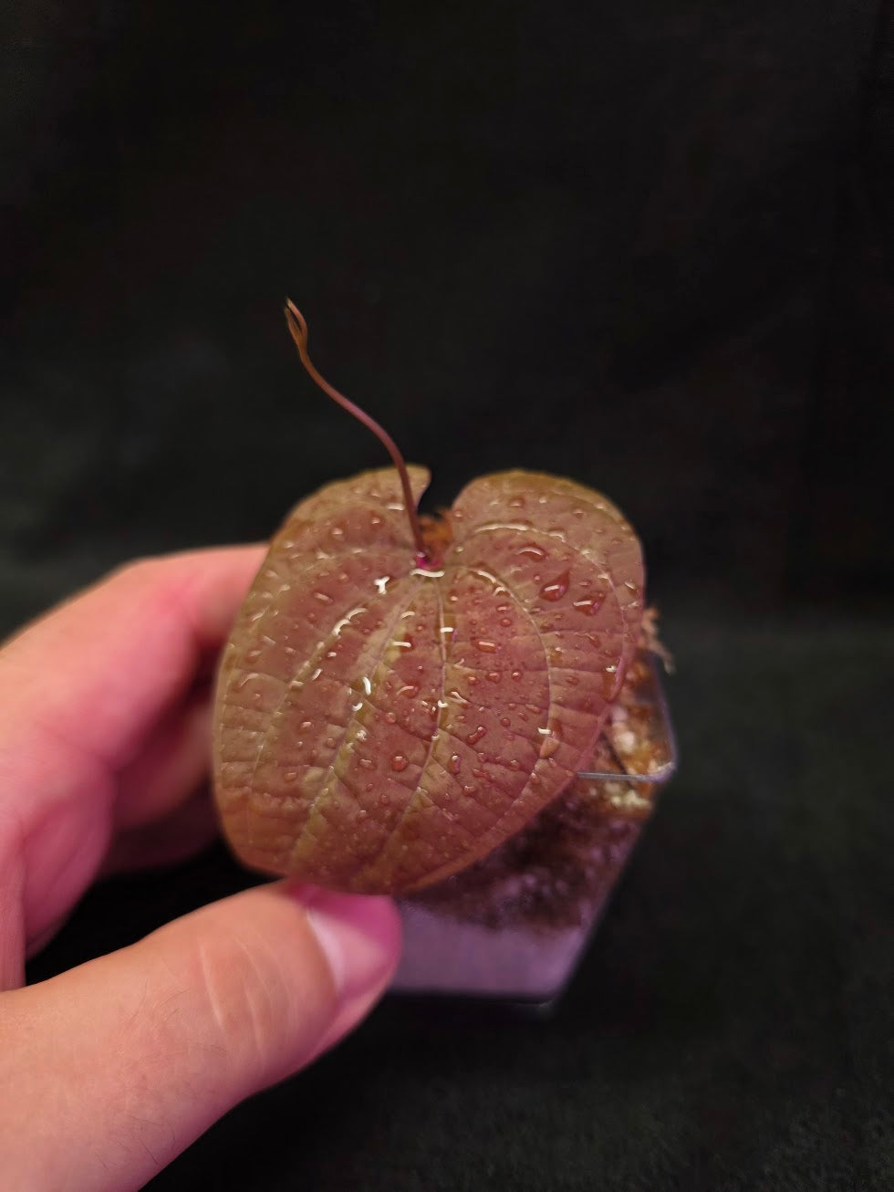 Dioscorea Discolor #11