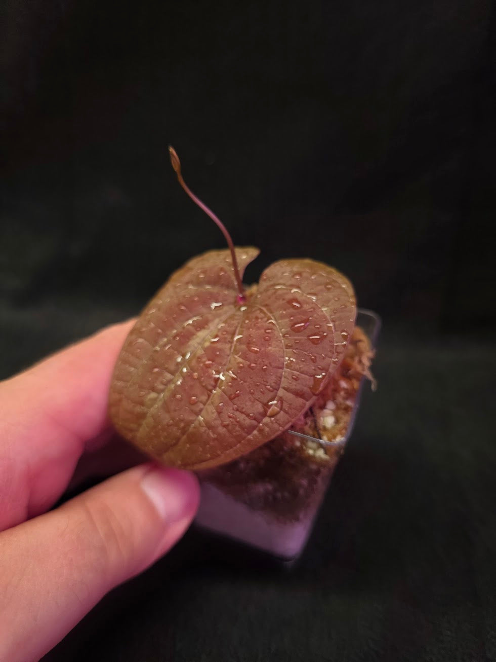 Dioscorea Discolor #11