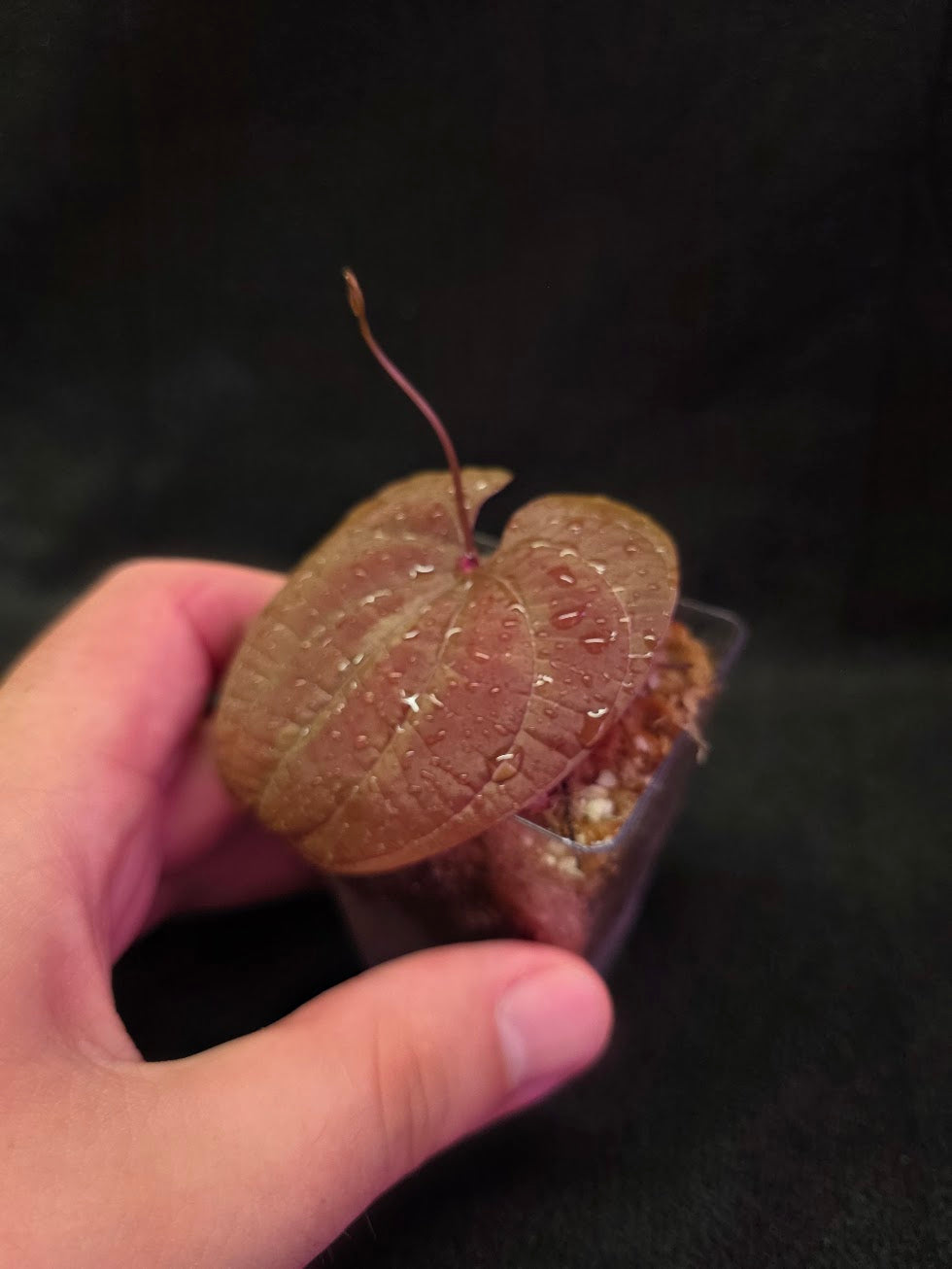 Dioscorea Discolor #11