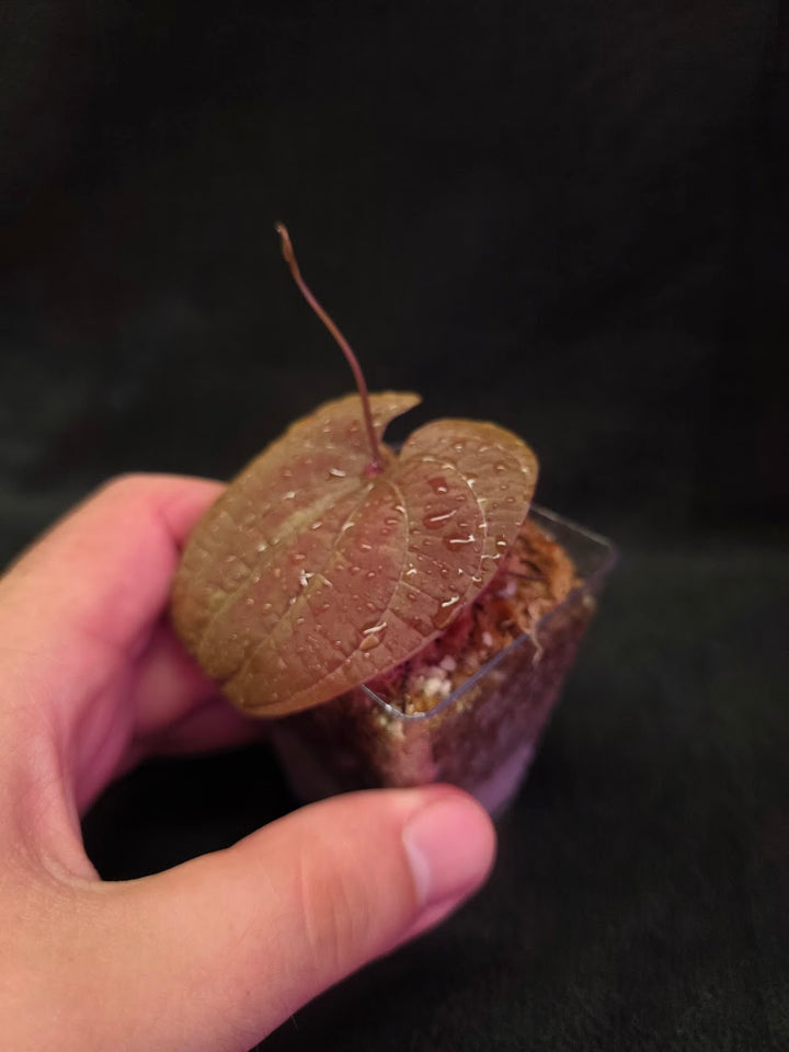 Dioscorea Discolor #11