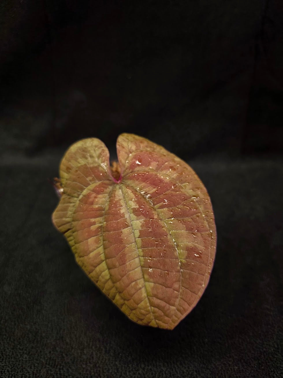 Dioscorea Discolor #12