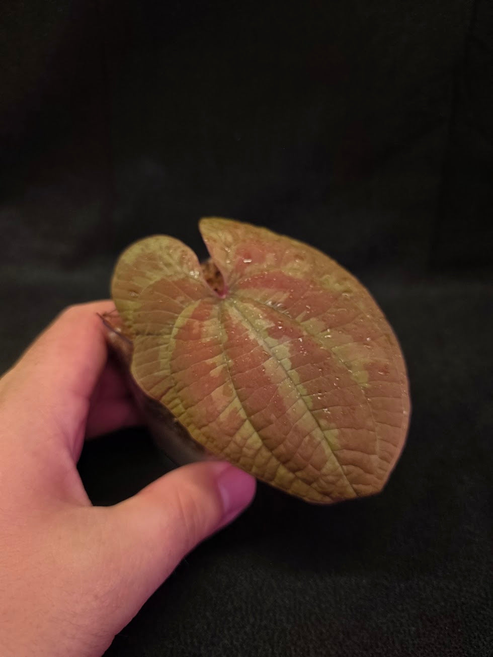 Dioscorea Discolor #12