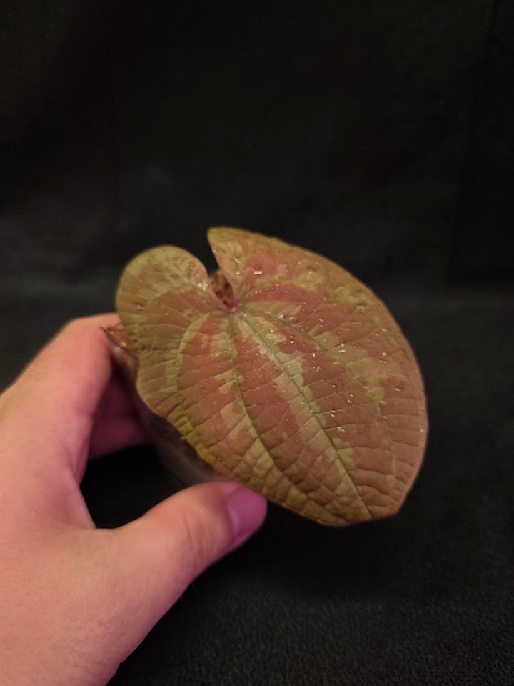 Dioscorea Discolor #12