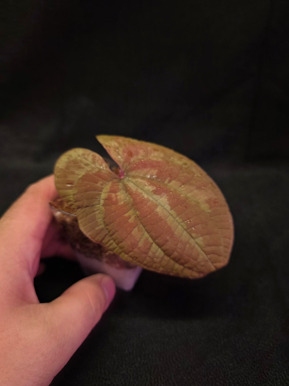 Dioscorea Discolor #12