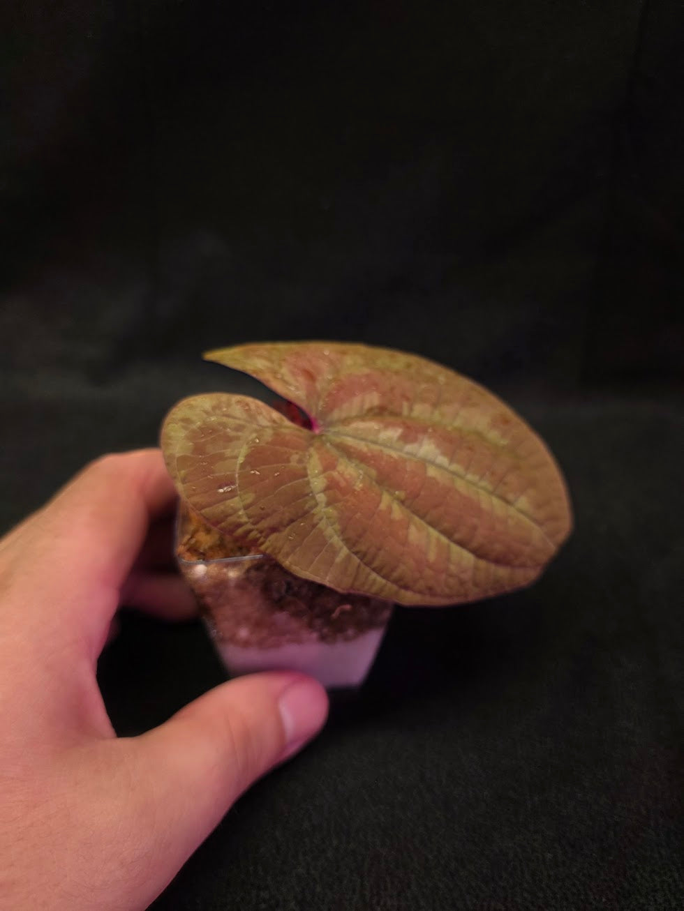 Dioscorea Discolor #12