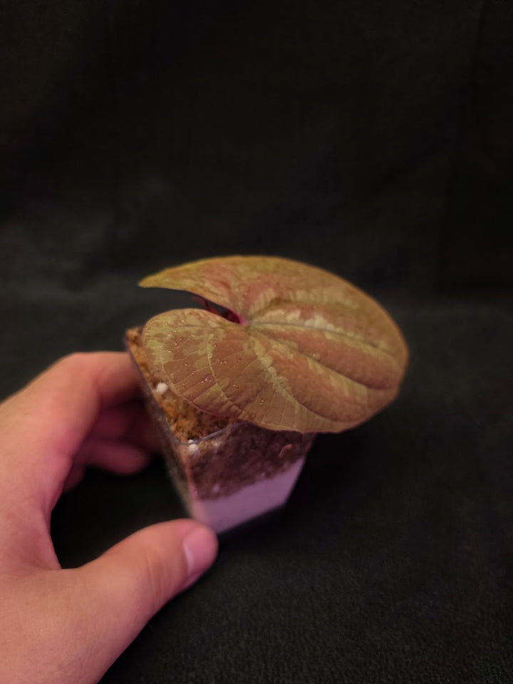 Dioscorea Discolor #12
