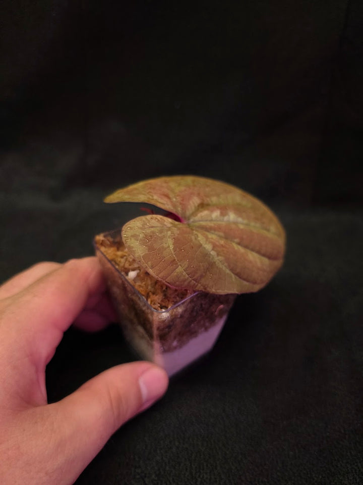 Dioscorea Discolor #12